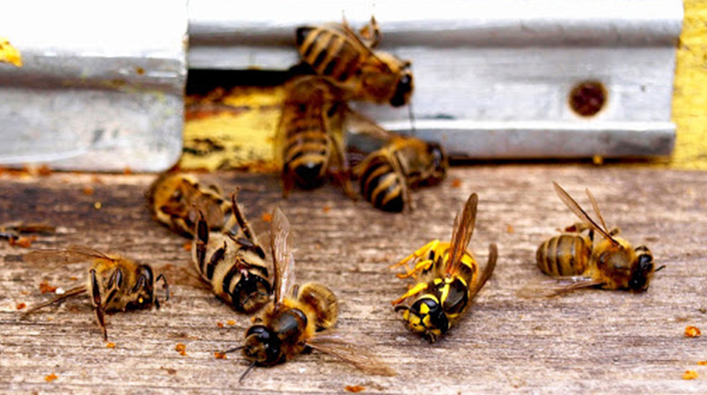 Albina din România salvată de Comisia Europeană